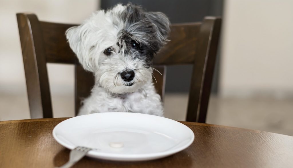 Dog in front of a white plate