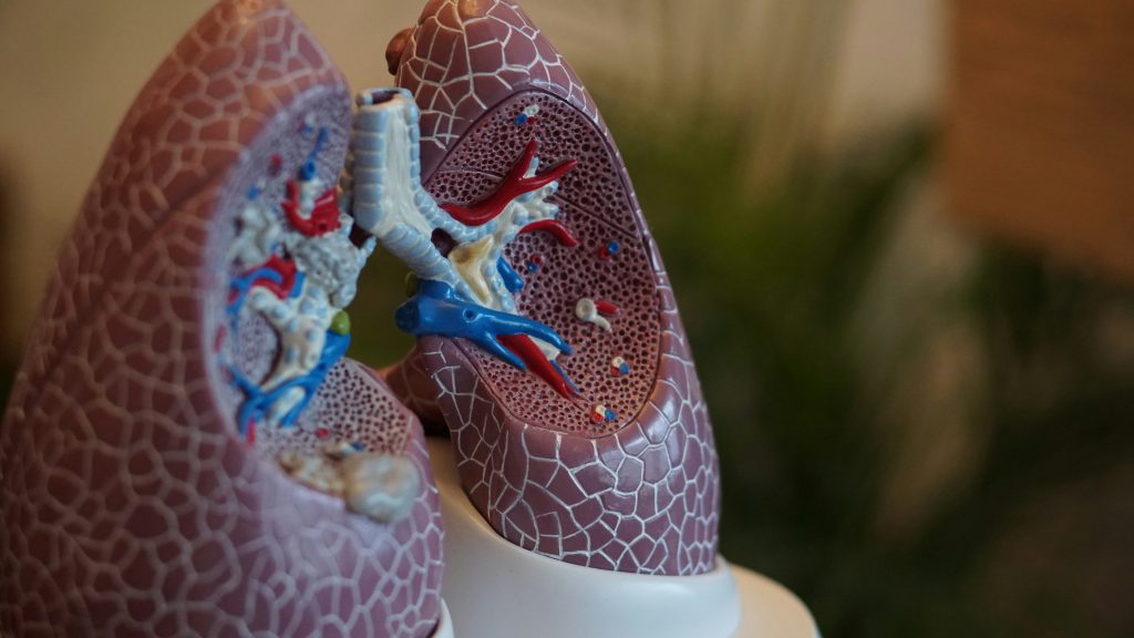close-up of a lung model
